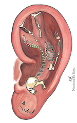 Auriculothérapie ou acupuncture de l'oreille - FMTC Académie